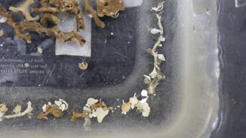 Media type: image;   Invertebrate Zoology 153333 Description: Live specimen.;